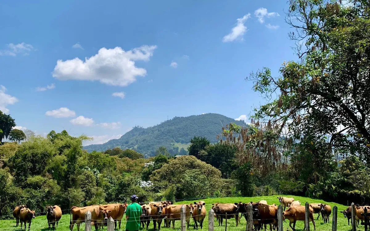 Ganadería colombiana — hato Jersey en paisaje