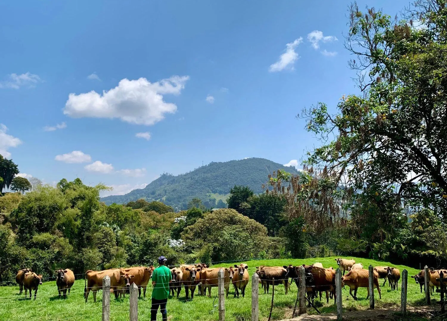 Hato Jersey en paisaje