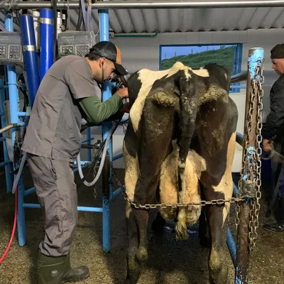 Examen reproductivo en campo