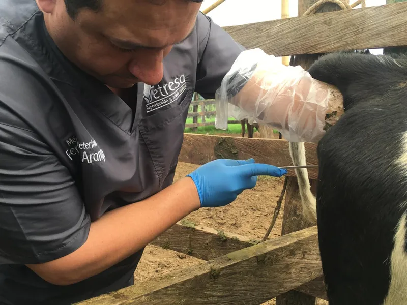 Inseminación artificial a tiempo fijo en campo