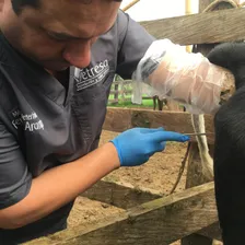 Inseminación artificial a tiempo fijo