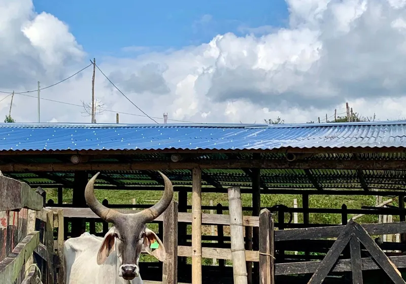 Toro Brahman en corral