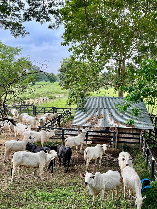 Ganado Brahman en finca