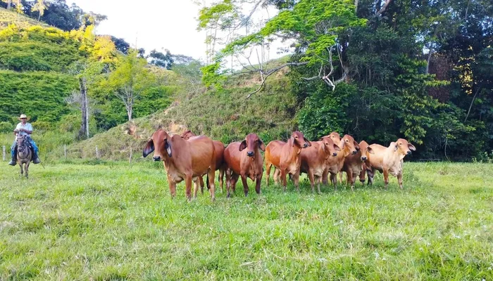 Hato Brahman rojo en potrero — ganadería colombiana