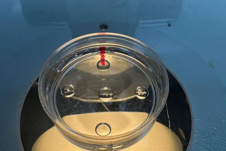 Biotecnología reproductiva: el futuro