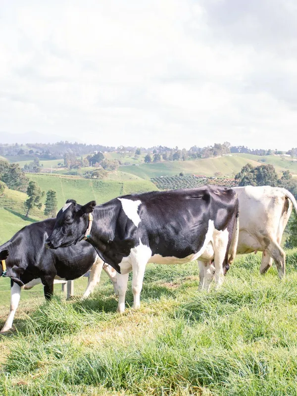 Ganado Holstein en colina