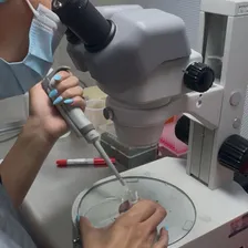 Producción de embriones in vitro en laboratorio