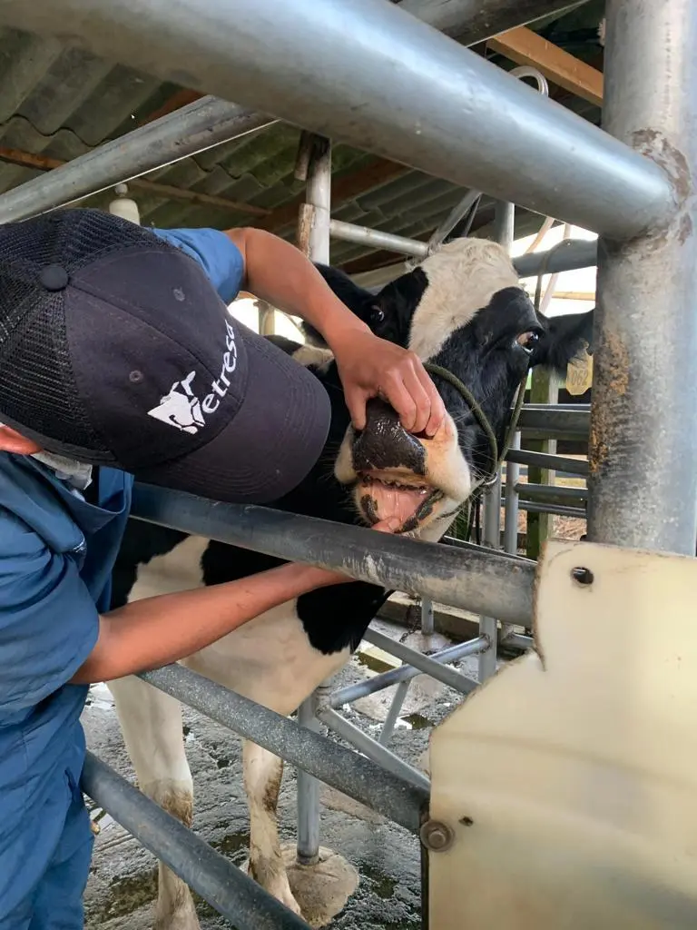 Veterinario de Vetresa atendiendo ganado en finca