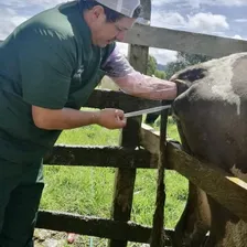 Transferencia de embriones en campo