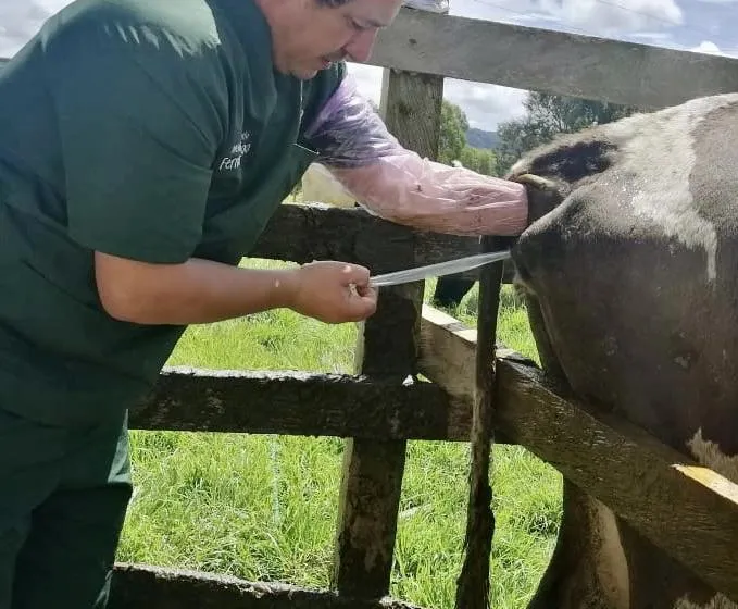 Transferencia de embriones en campo — equipo Vetresa