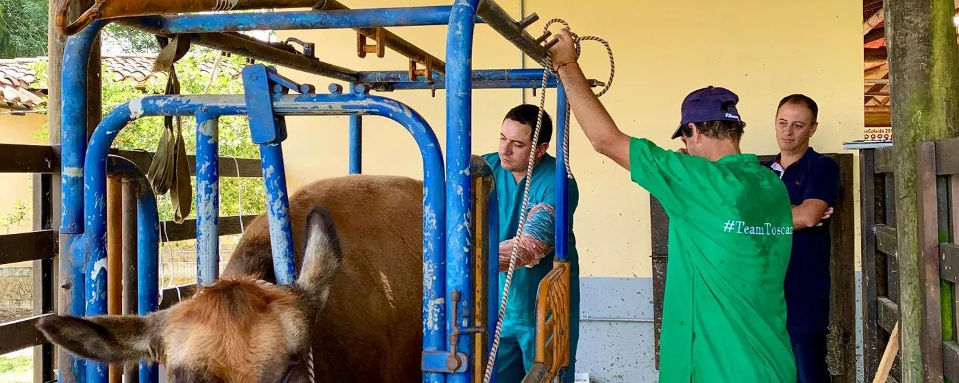 Equipo veterinario Vetresa en trabajo de campo con ganado