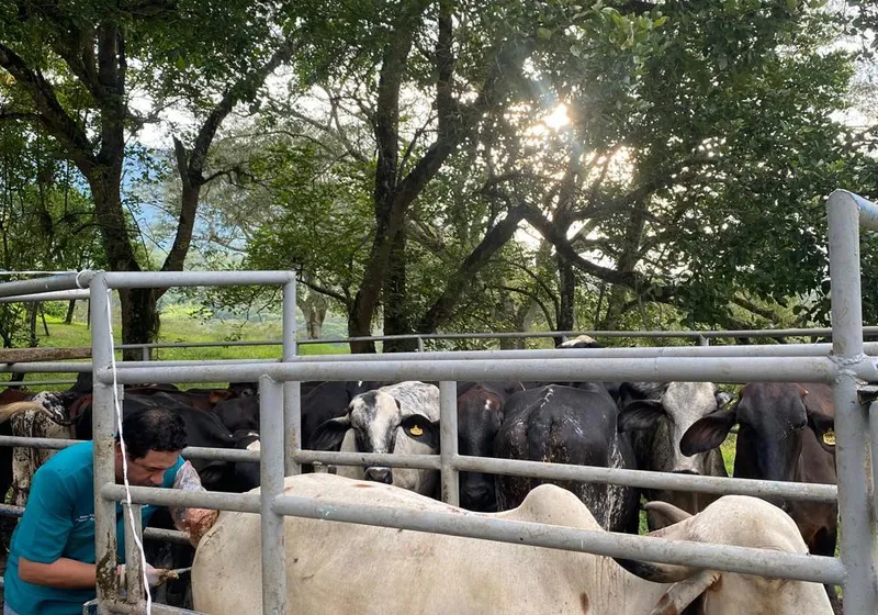 Chequeo reproductivo con ecografía en campo — Vetresa