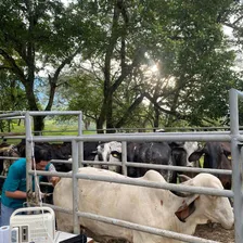 Ecografía reproductiva en campo