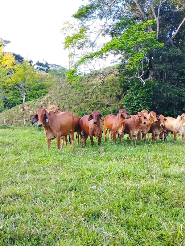 Hato Brahman rojo