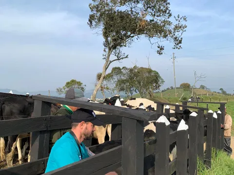 Evaluación del hato Holstein en campo