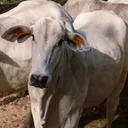 Brahman