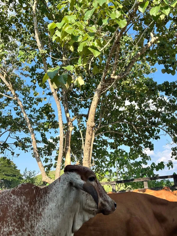 Ganado Brahman manchado