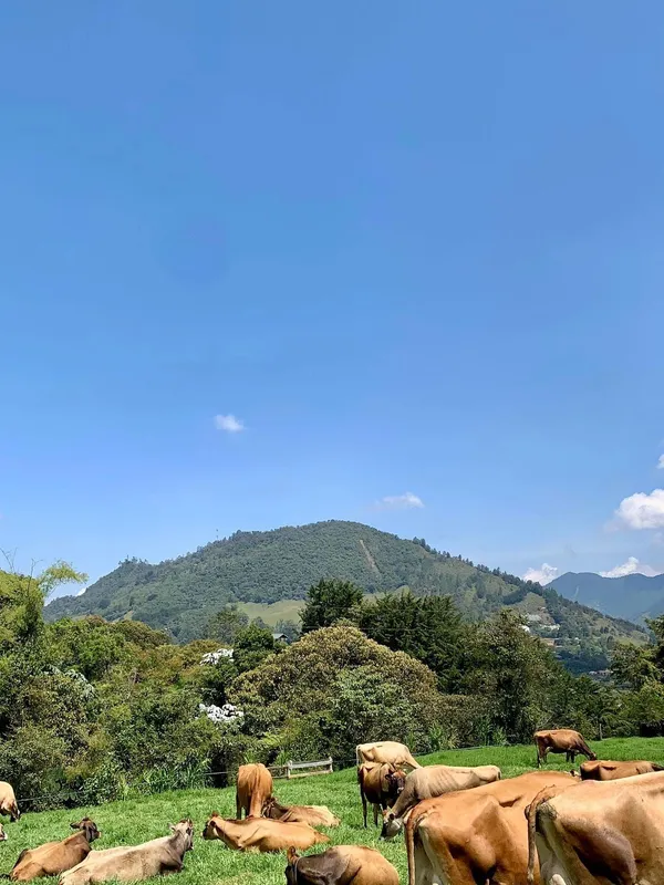 Ganado Jersey en paisaje montañoso