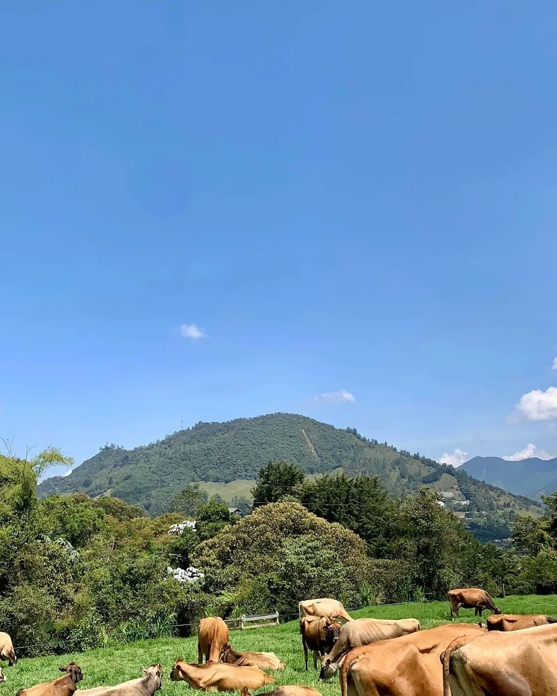 Hato Jersey en paisaje de montaña