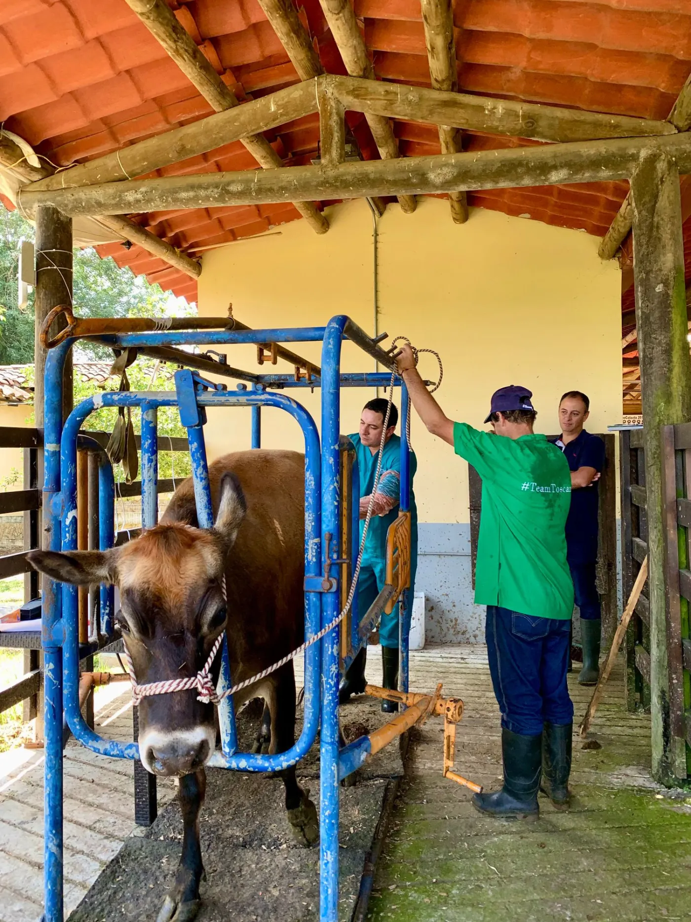 Equipo veterinario Vetresa en trabajo de campo con ganado