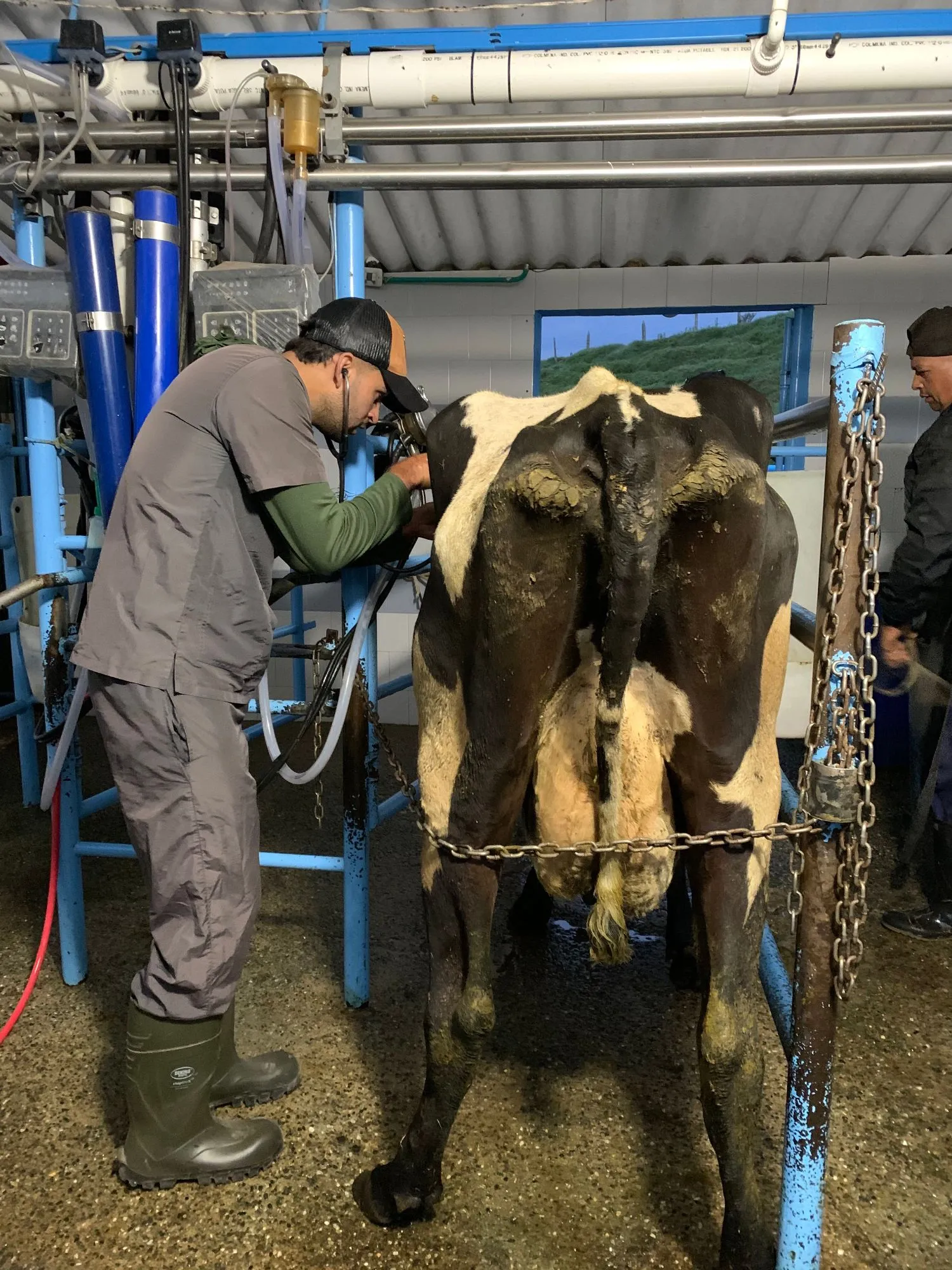 Examen reproductivo en bovino Holstein previo a protocolo IATF