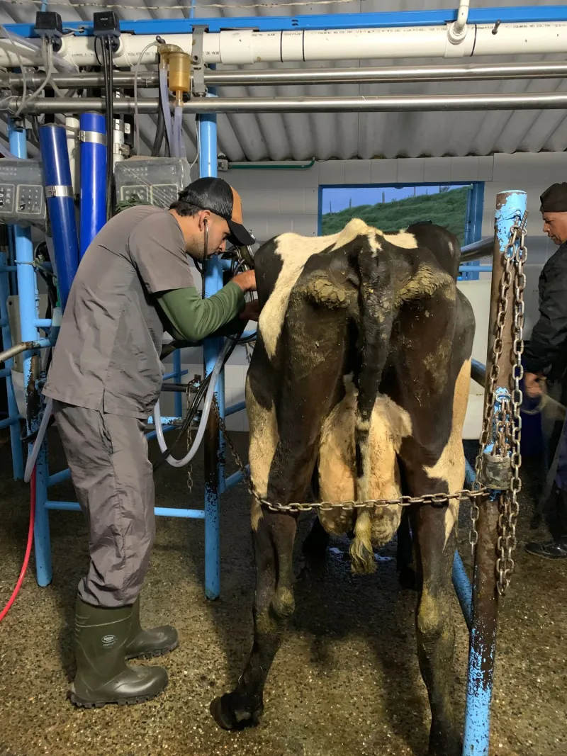 Examen reproductivo en bovino Holstein previo a protocolo IATF