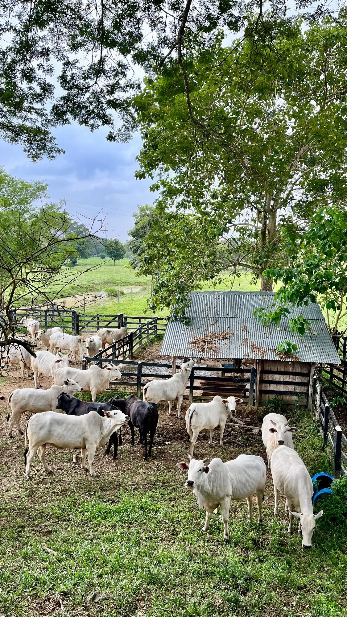 Ganado Brahman en finca