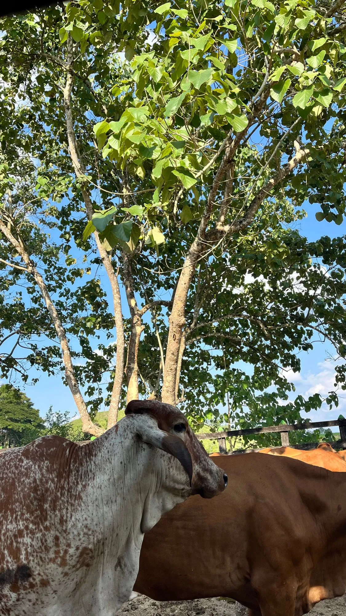 Ganado Brahman manchado