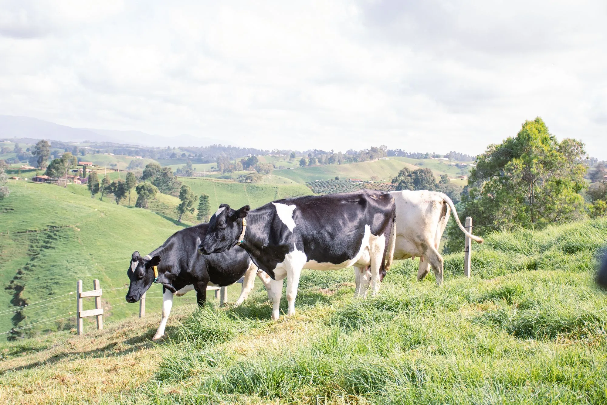 Ganado Holstein en colina