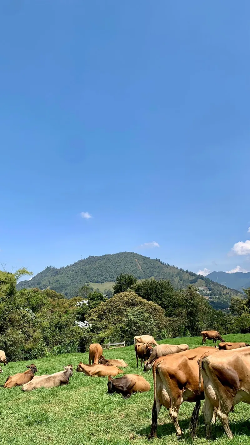 Hato Jersey en paisaje de montaña colombiana