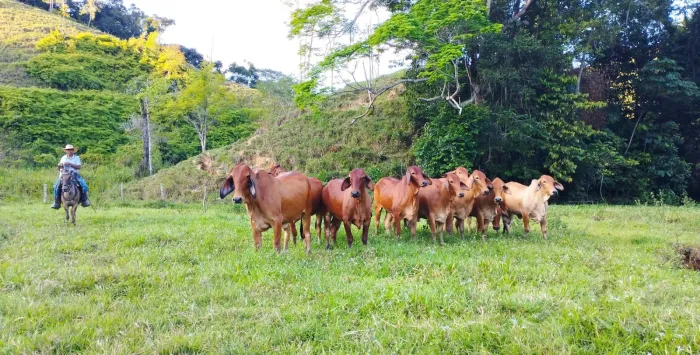 Hato Brahman rojo en potrero — ganadería colombiana