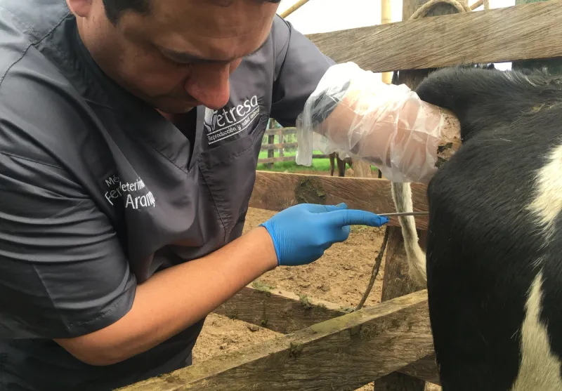 Inseminación Artificial a Tiempo Fijo (IATF)