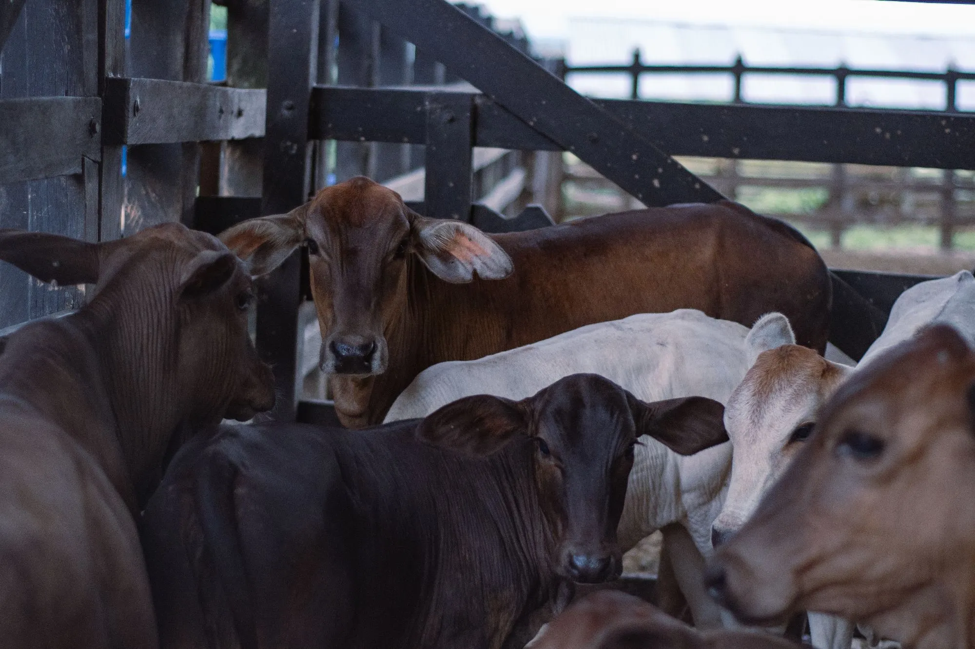 Ecografía reproductiva en campo para diagnóstico del hato bovino