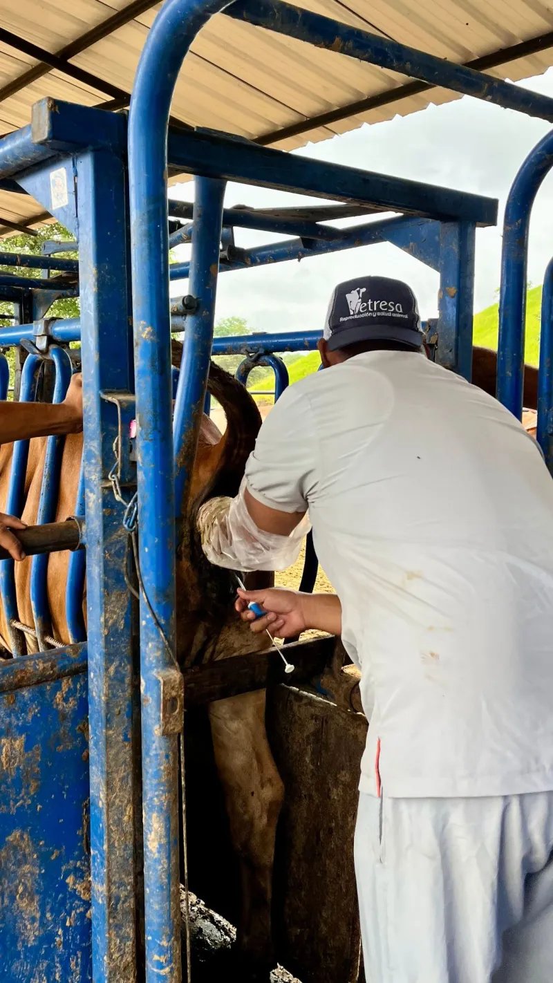 Transferencia de embriones