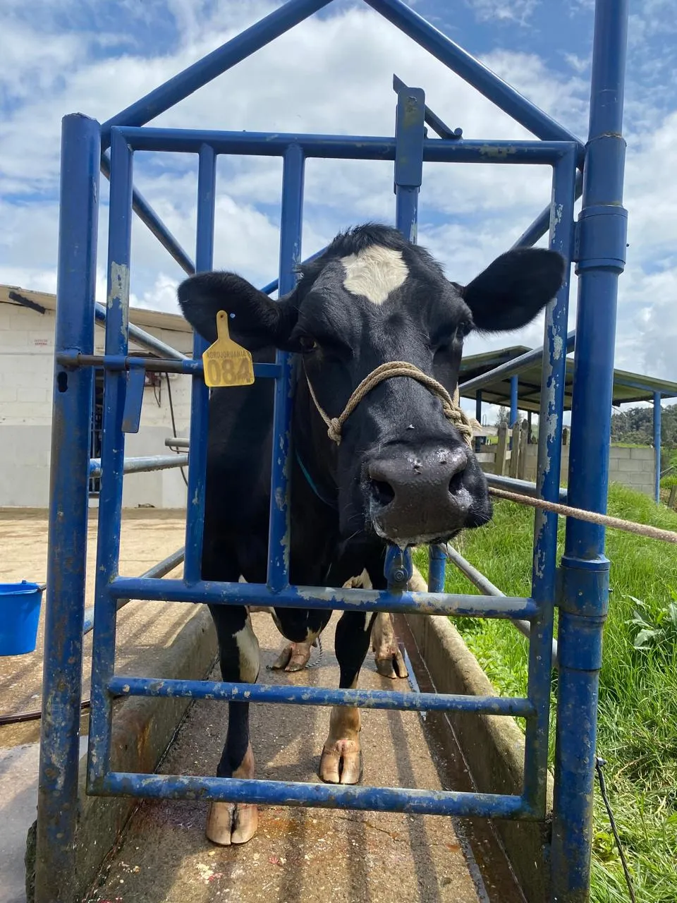 Inseminación Artificial a Tiempo Fijo (IATF) — Vetresa