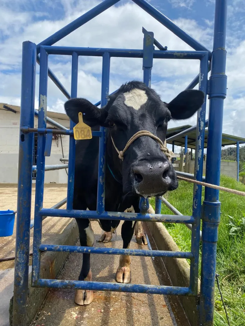 Inseminación Artificial a Tiempo Fijo (IATF)