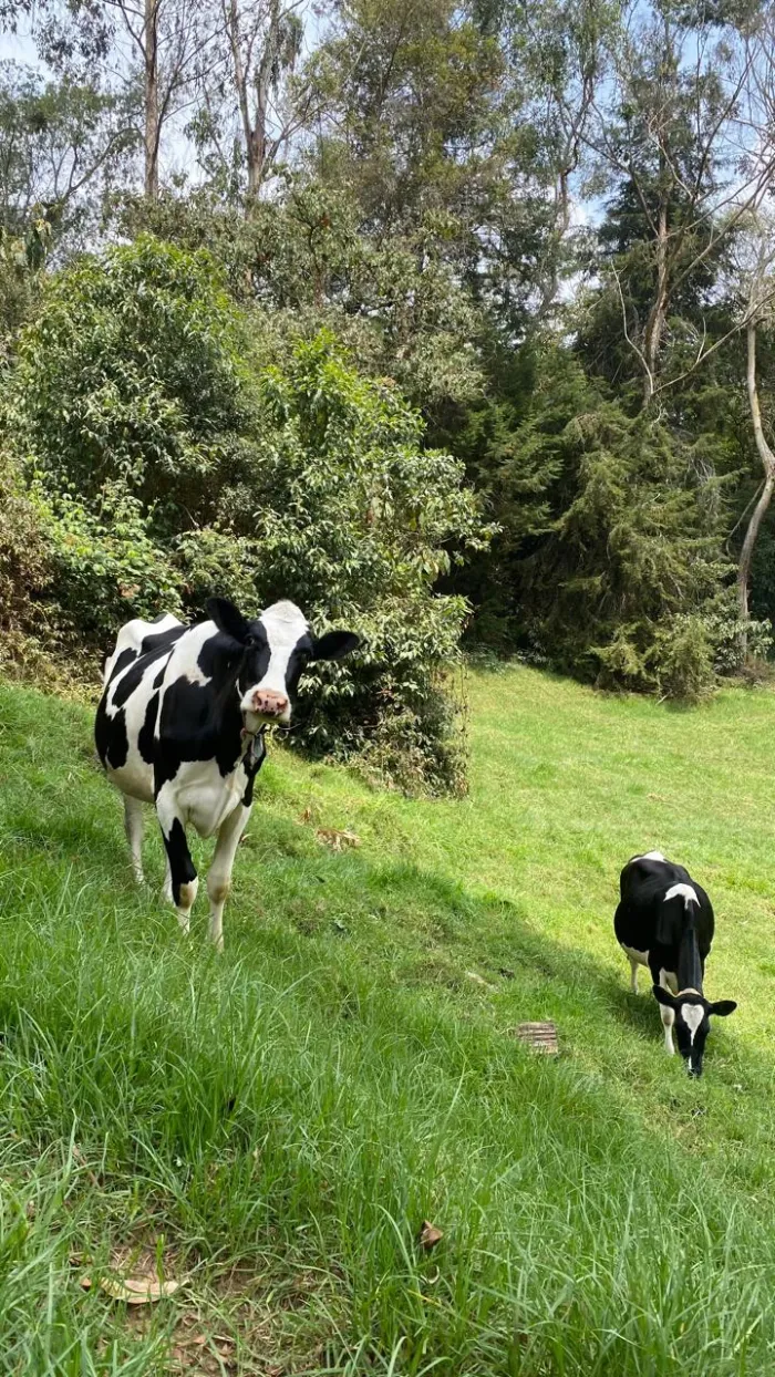 Vaca Holstein con ternero — receptoras para transferencia de embriones
