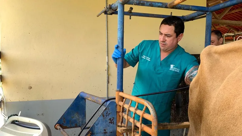 Transferencia de embriones
