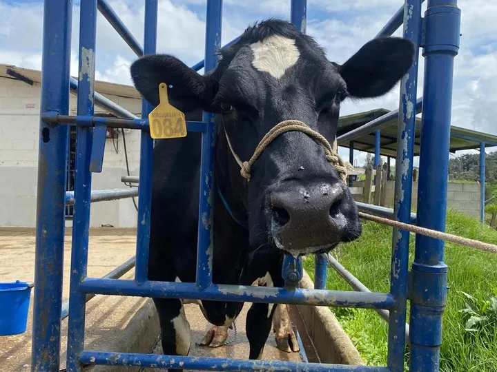 Inseminación Artificial a Tiempo Fijo (IATF) — Vetresa