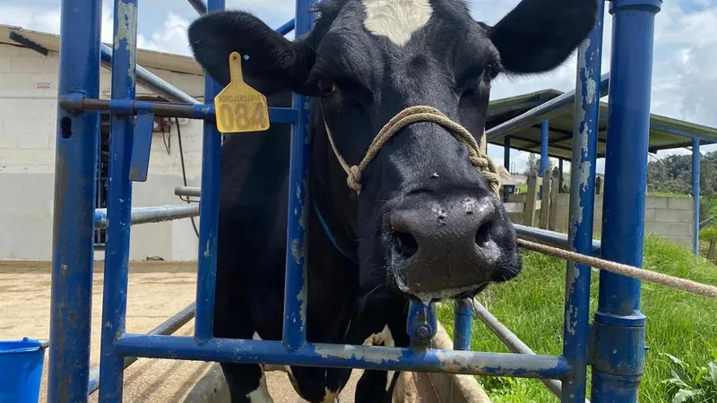Inseminación Artificial a Tiempo Fijo (IATF)