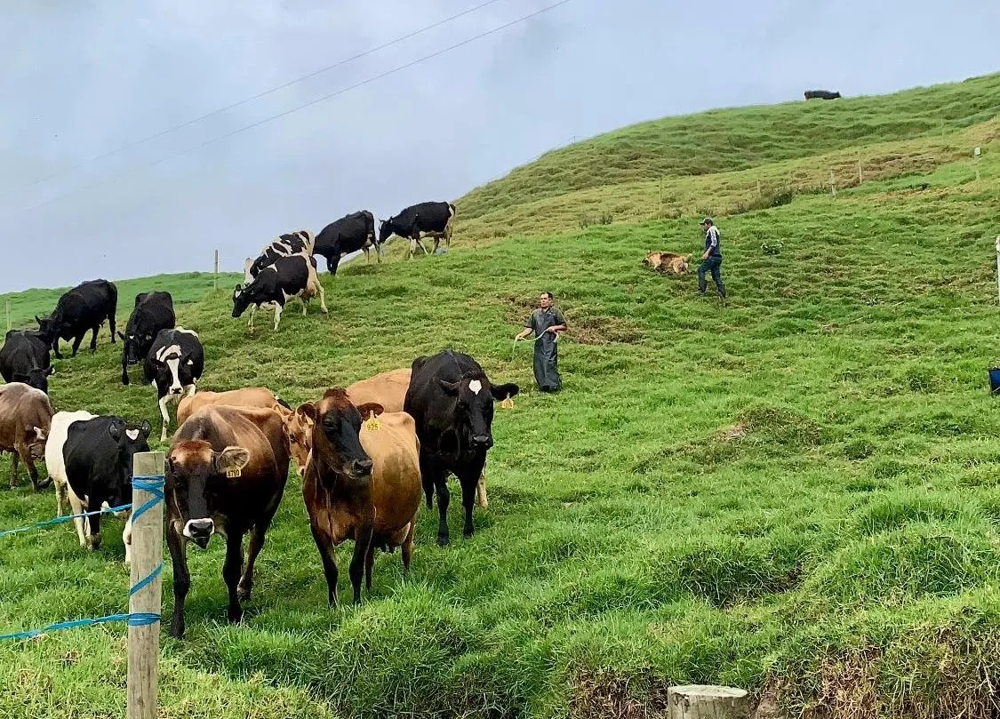 Manejo de ganado bovino en finca