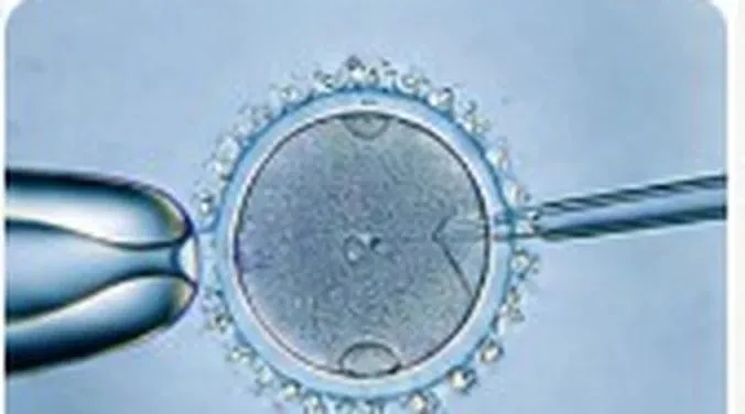 Fertilización in vitro bajo microscopio