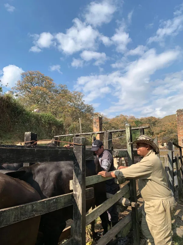 Asistencia veterinaria en campo