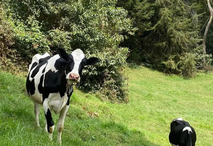 Vaca Holstein con ternero — receptoras para transferencia de embriones