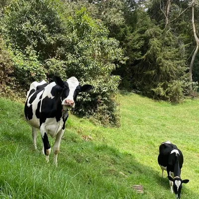 Vaca con ternero — trazabilidad genética