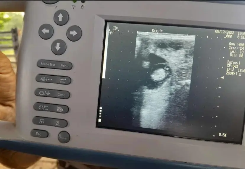 Ecografía reproductiva en campo realizada por Vetresa