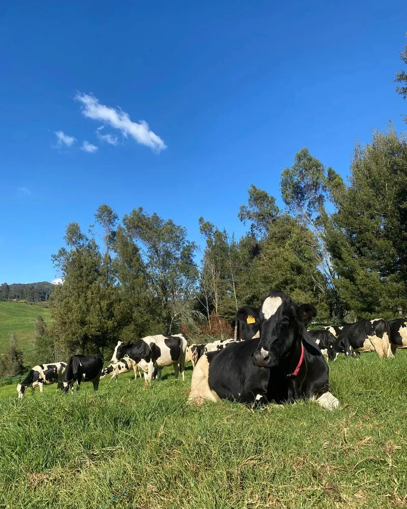 Hato Holstein en potrero