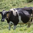 Holstein