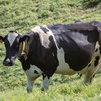 Vaca Holstein — inventario del hato
