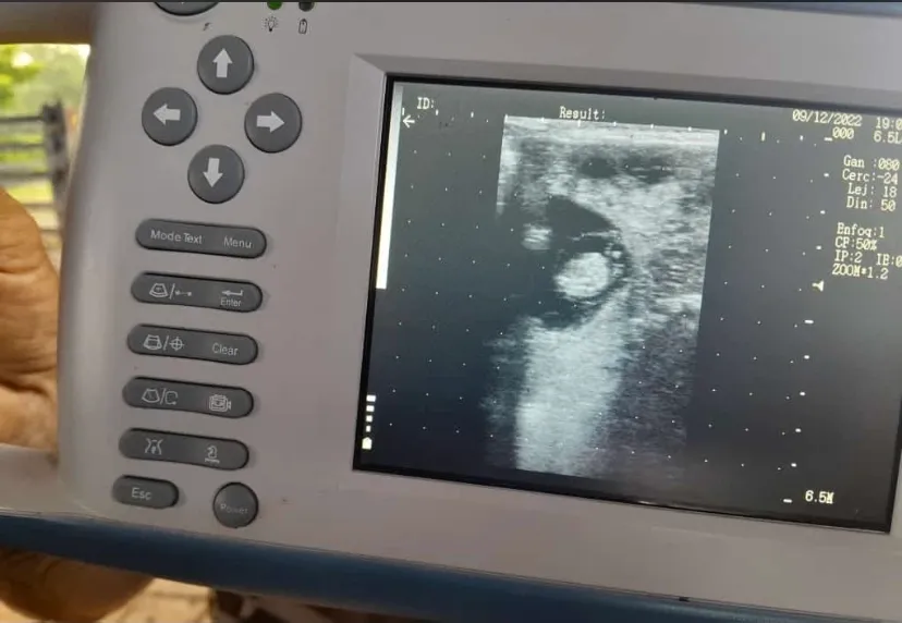 Ecografía reproductiva en campo realizada por Vetresa